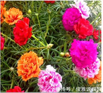 扦插|这些花卉盆栽随手掐根枝,插土里就能活,天冷也不怕!