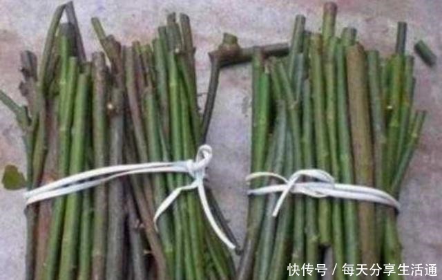 柳树发芽季，自制柳枝生根水，扦插生根快，省钱又实用！