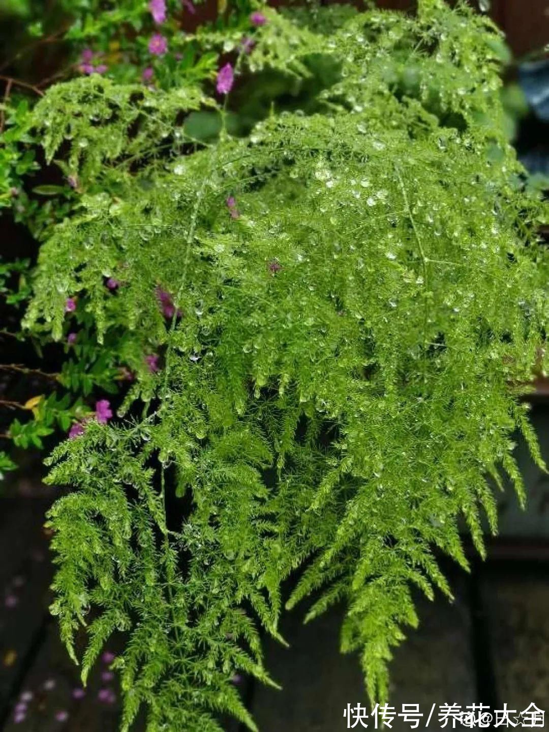 10种“怕晒花”,越晒死越快,半阴地儿反倒长得旺