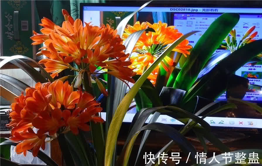 12种花,建议养一盆,不仅吸收废气,还有“旺财添福”的美好寓意