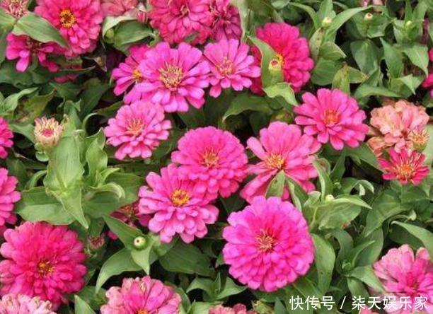 阳台上|阳台养盆“百日花”，有水狂生根、见光能爆花，天天赏“红花”