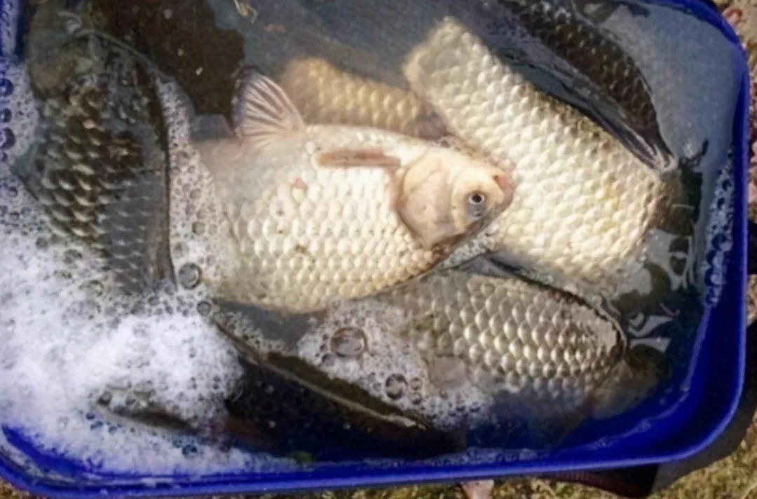 饵料|秋季,大板鲫也不爱吃饵?老钓手传授你几招,大鱼疯狂咬钩子!