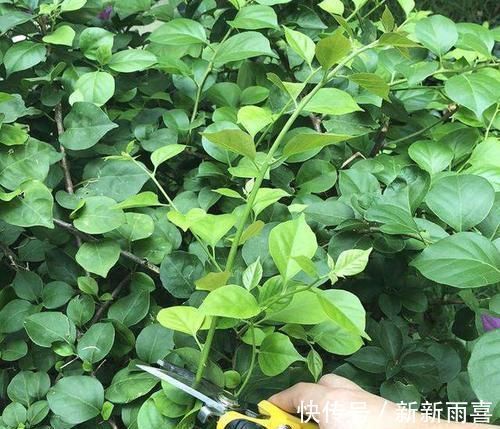 爆盆|三角梅最好养,只需每月倒点“它”,还“剪几刀”,轻松开爆盆!