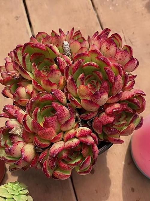 花友|2种美得像花一样的多肉植物，隔着屏幕都能感受到它的美，真漂亮
