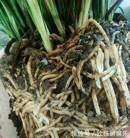 根系|兰花、君子兰最喜欢这种“废物”，配土加一点，大白根挤满盆