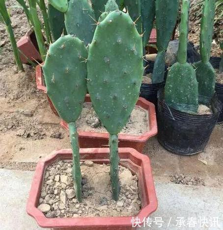 嫁接、盆栽蟹爪兰该注意什么2步管理到位,茎叶嗖嗖花开不停