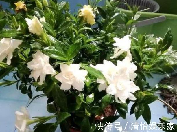 花友们|养花别光注意水、肥、光了,多小心2点,选对花盆事半功倍