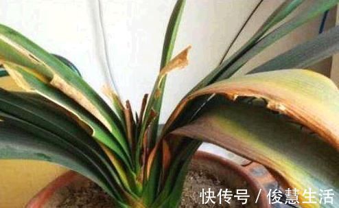 花盆|君子兰，两种“零食”喂下去，叶肥花多，爆满盆