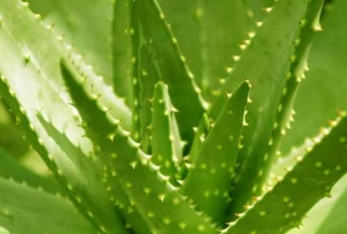 卵黄磷蛋白|想长寿要先会吃，8月处暑养生三种食物离不开，排毒养颜显年轻