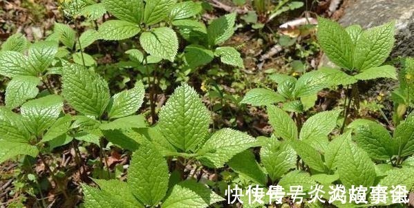 笔者|农村一种野草,人称“四大天王”,连蛇都怕它,但民间价值很珍贵