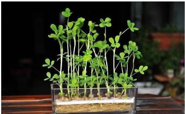 花生|水培“花生”,比“吊兰”还漂亮,1株结30个果!不妨也可以试试