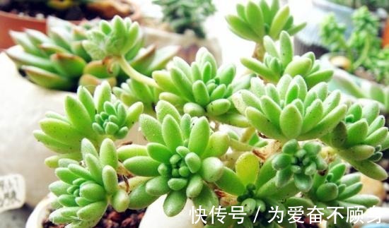 7款香气逼人的多肉植物, 你有么!