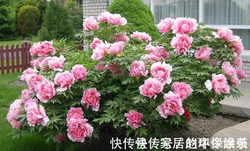 茶花|十月不知养啥花?看看这六种,好养又漂亮,可以放心入手