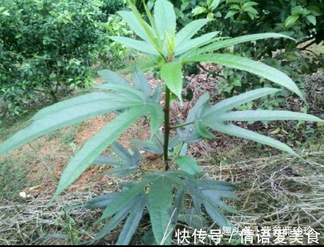 植物|2种植物，若你在山上还能见到，请好好珍惜，用来煲汤好处多