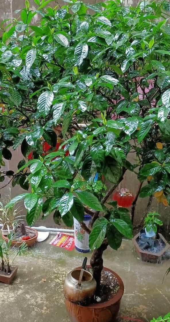 盆栽|栀子花花期要到了,做好3点,花苞多,花朵大又香