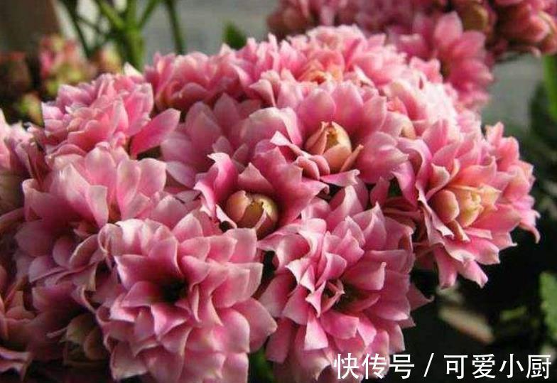 长寿花长出花苞后,长时间不开花?2个动作催一催,轻松爆花
