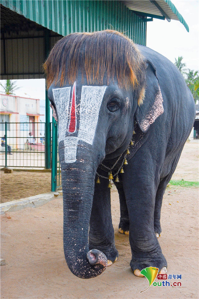 发型|小动物时尚“洗剪吹”造型令人捧腹大笑