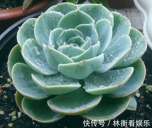 肥料|多肉不能随便养,挑这3个品种,三五年成老桩,价值涨了不少