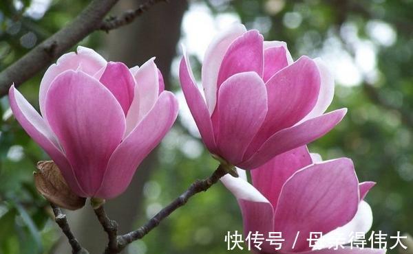 养花试试这几款,花色是黎明红,高贵典雅