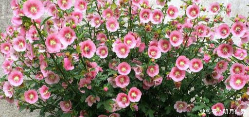 最容易扦插“成活”的3种花，方法特简单，2周就生根