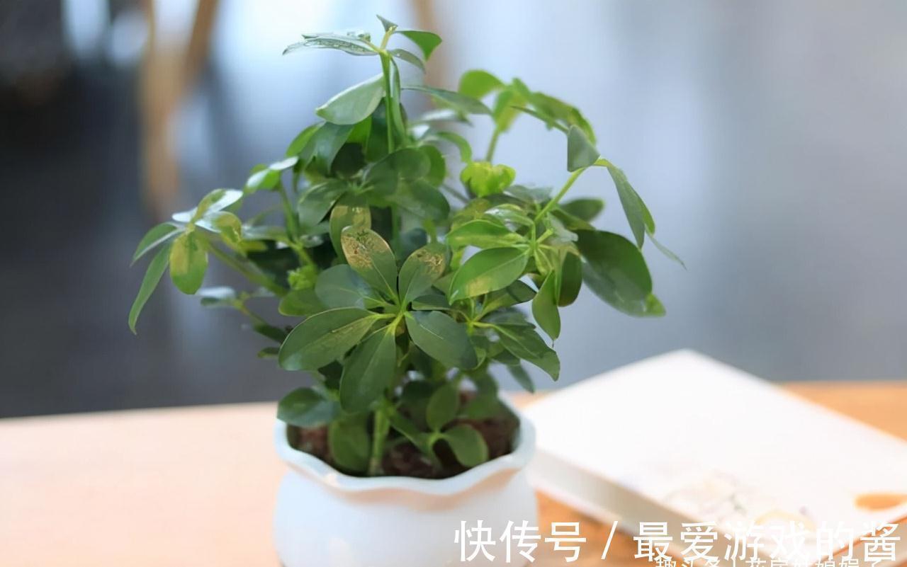 进入秋冬季,客厅就养这10种花,大气又美观,越看越喜欢