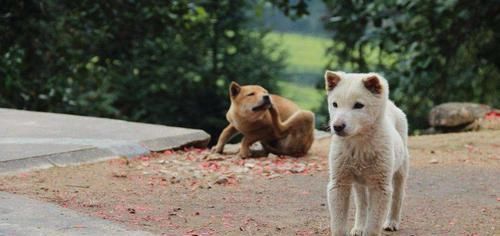 精华|农村俗话说“猪来穷,狗来富”,下一句才是精华,却少有人知道