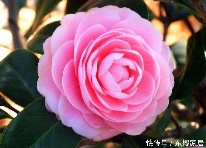 4花卉美翻天,花期长又好养,养上一盆四季欣赏