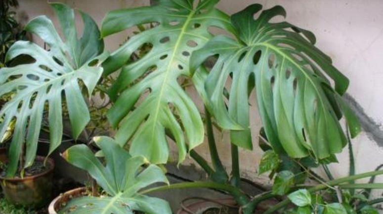 聪明人养花,别的不养就养“此3种”,难怪越来越健康、还富裕