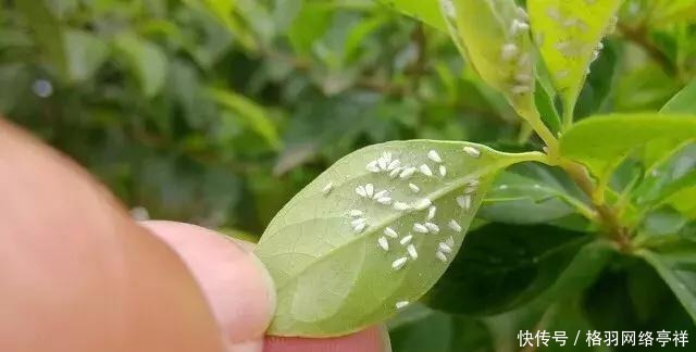 白虱粉|家里养花,生了这个世界性害虫,太难治,一招教你轻松根除白虱粉
