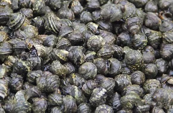 海鲜|渔民整理的海鲜大全,以后再也不怕不认识海鲜了