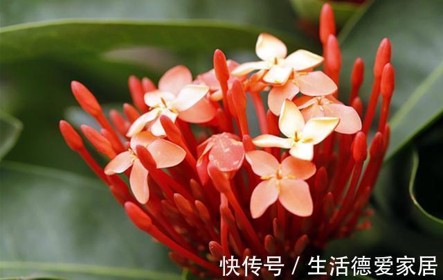 花卉|从8月20日开始，家养此款花卉，阳台开成花海，新手也能养爆盆