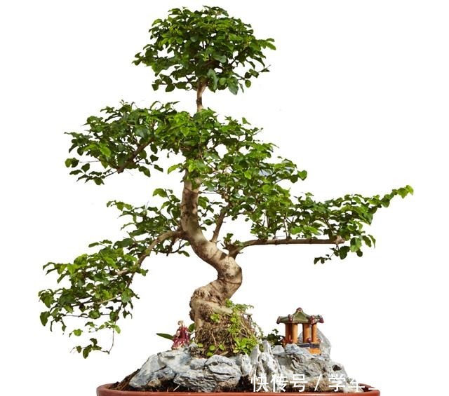 7种花，就得小盆养，盆越小水越少，长得更快！