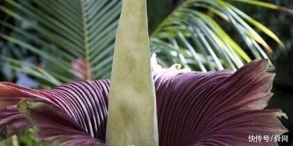 恐怖、凶残，会吃动物的植物大盘点