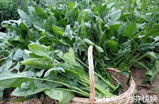 美味|菠菜富含多种营养物质，美味养生，那菠菜施肥有哪些技巧呢