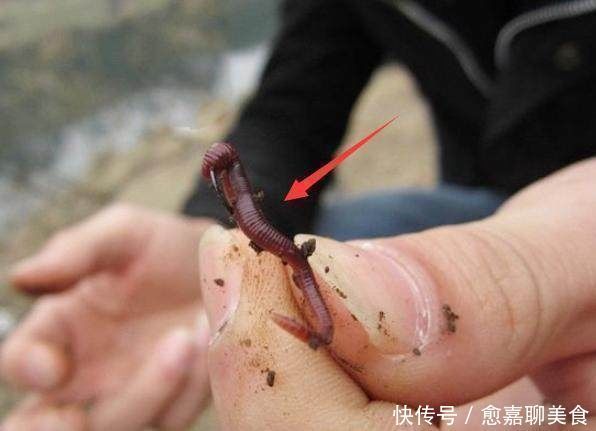 绝招|立秋之后正是钓黄颡的好时节,资深钓友教你一绝招,让你挥杆不停