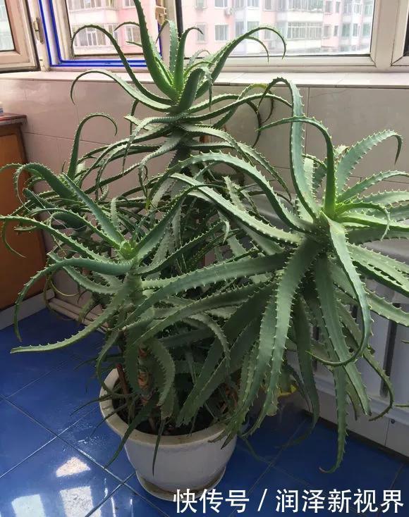 烂根|20年的玉树,10年的芦荟,枝干“胳膊粗”,是这样养成的