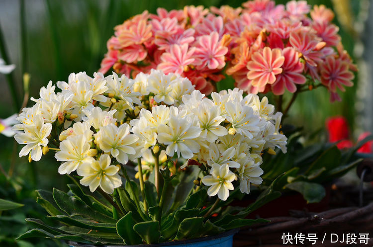 5种花美的出奇,惹人喜爱,全年开花不断,花开美观又大气