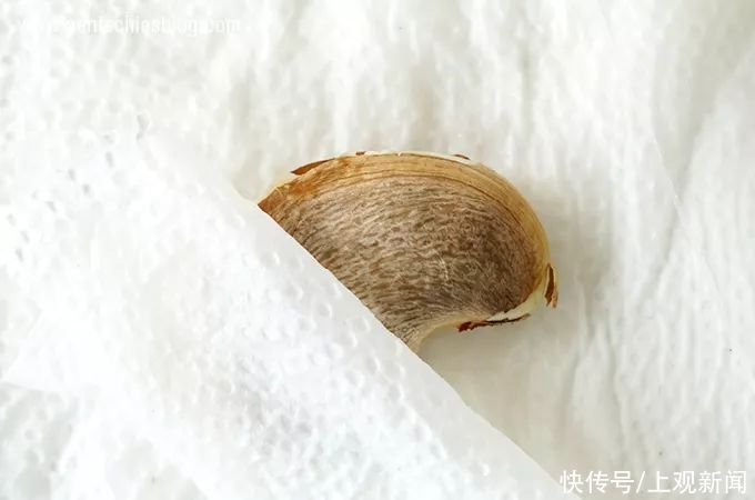 玉米棒插水里，7天冒出小森林！这些种子养成盆栽原来这么美