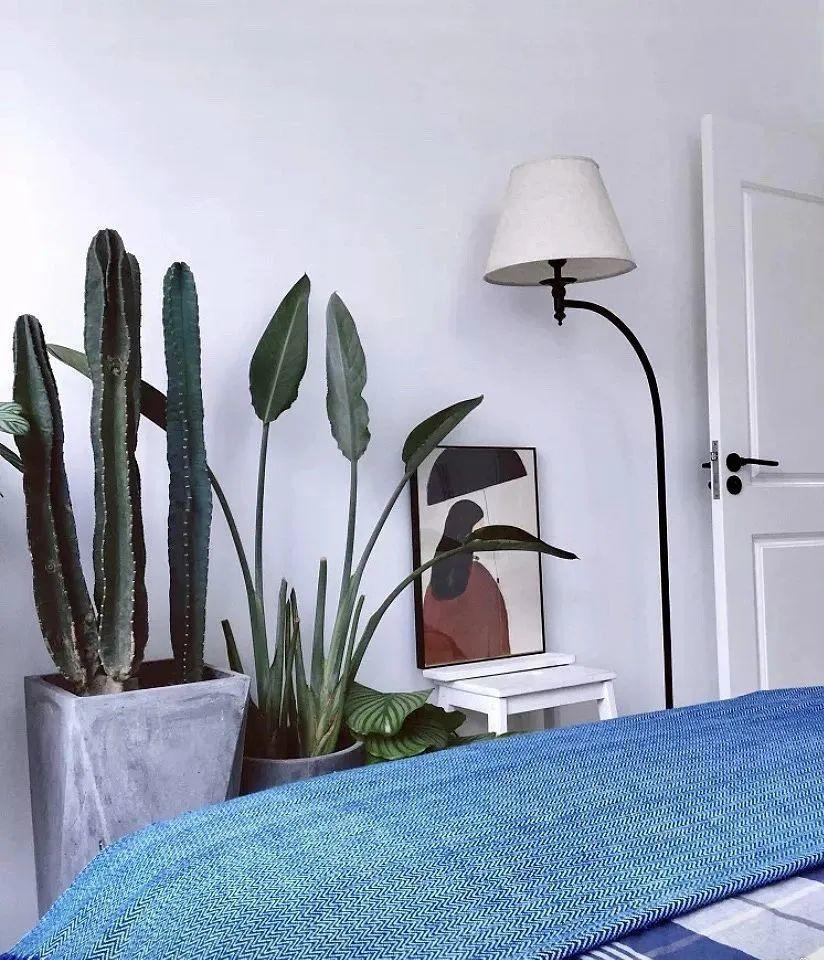 鸭掌木|15种大型绿植,净化空气除异味,摆客厅太气派!