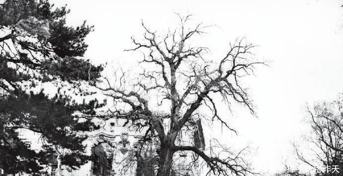 拍摄|特别珍贵圆明园老照片,被闯入圆明园德国人拍摄!样貌让人惋惜