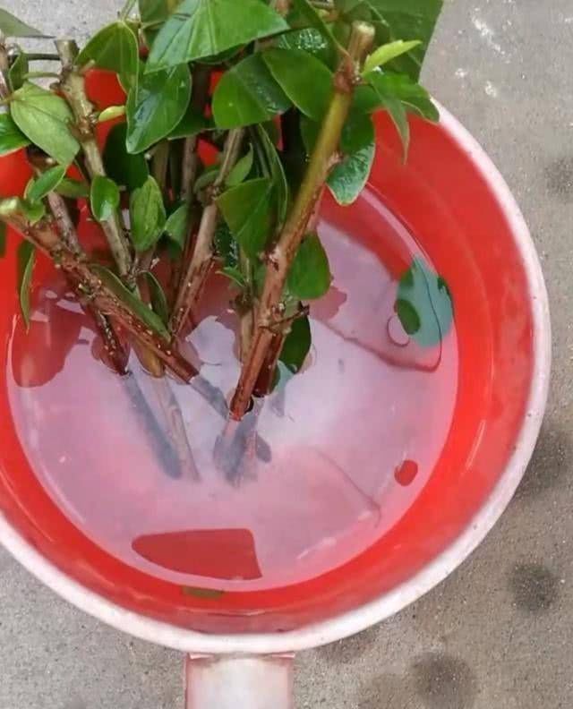 不要买生根剂,只要一勺香料,植物生根快