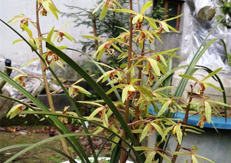 养兰花,给它喷点“生根水”,大白根直冒,长得肥肥壮壮!