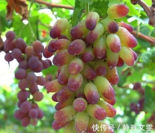 维生素b1|想长寿要多吃三种食物,补充营养,改善体质,有益健康