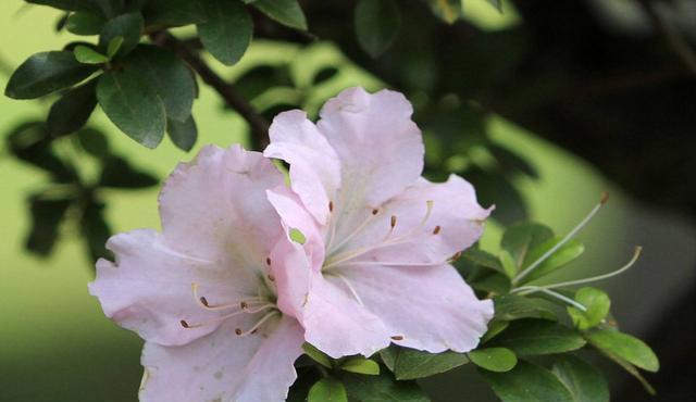  通风|想要养好花，只要知道这7件事