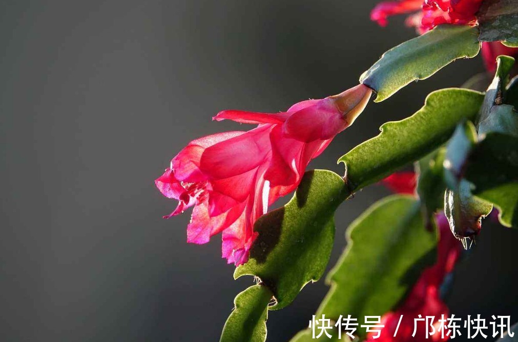 蟹爪兰开完花以后，做好这几步，叶子绿油油，二次开花很简单