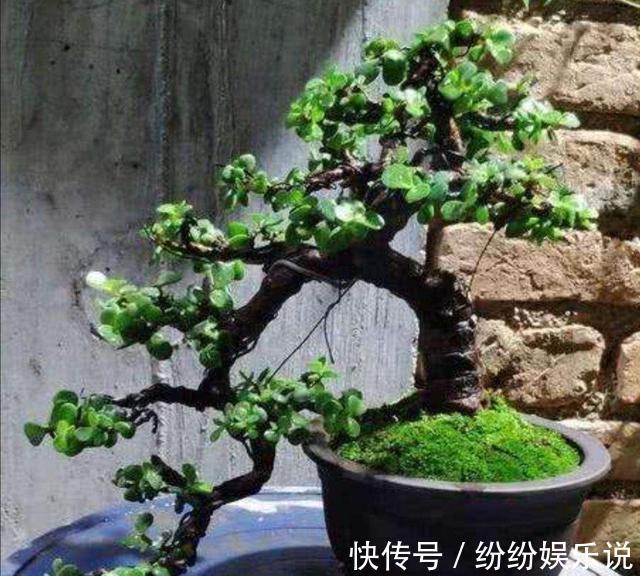 金枝玉叶这样养,变身高大上的盆景,造型惊人,身价翻几倍