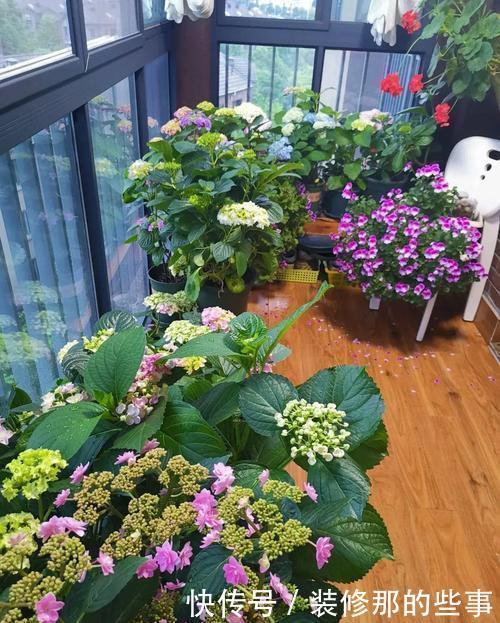 老花农的经验分享:养花做好3件事,什么花都能养活,3分钟学会!