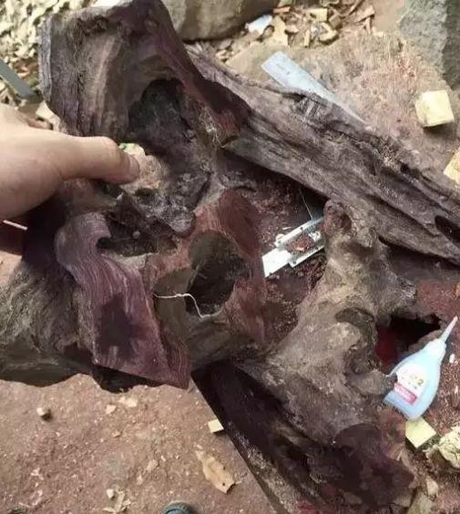 空心|十五万买了根海黄根瘤料, 切开发现里面塞了一块水泥,概不退换