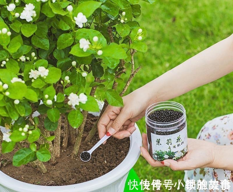 浇水|养茉莉，记住5点“疯狂”，一年开5茬，花开爆盆不是事