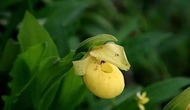 最全的兰花大鉴赏,看看你都见过几种兰花!